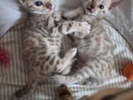 Bengal kitten Snow Lynx mit Stammbaum . - Dortmund