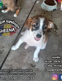 SHEENA-sucht ihren schmusigen 2Beiner - Waakirchen