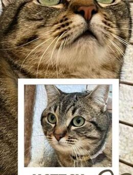 Nattan und Romeo suchen ein Zuhause - Lenzen (Elbe) Zentrum