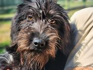 Luna sucht ein ruhiges Zuhause - Worms