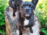 💜Zip 💜1,5-jähriger Chihuahua Mix - Kassel