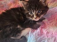 Reinrassige Maine Coon Kitten - Sassenburg