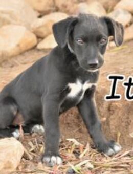 Itzal ist auf der Suche nach der Heimat❤ - Essingen (Rheinland-Pfalz)