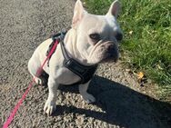 Bulldogge Helli - Eichenzell