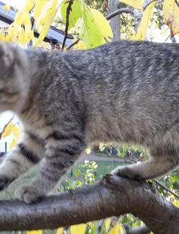 Katzenbabie ein Junge - Berlin Spandau