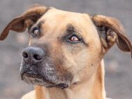 Goloso sucht seinen Lieblingsmenschen! - Bochum