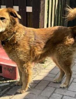 Traumhund für ältere Menschen - Greifswald