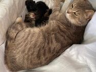 Katzen Babys - Düren