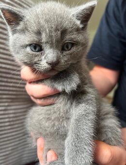 Britische kurzhaar Kitten - 2 Katerkitten und 1 Kätzchen - Ansbach Zentrum