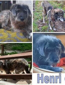 HENRI * bescheidener Hundeopi - Duisburg