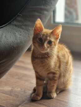 1 Kleiner Kater sucht noch sein Für-Immer-Zuhause - Hamm