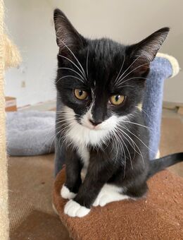 Kitten suchen ein neues Zuhause - Eppendorf