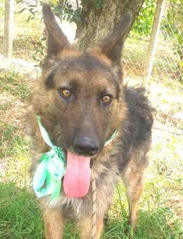 Tobias - lieb, pfiffig, jung, agil - Wedel