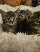 KATZENBABYS suchen ein Zuhause in 31749