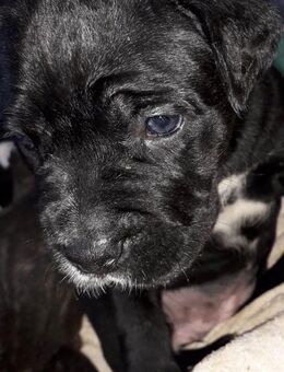 Wir haben schöne, gesunde + kräftige Cane Corso Welpen - Zollikon
