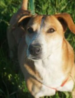 Vicky - Rieden (Rheinland-Pfalz)