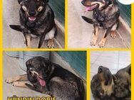 Doris Schäferhund Mischling Hündin jung - Margetshöchheim