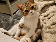 Bkh Kitten - Ibbenbüren