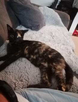 Junge Katze abzugeben - Mülheim (Ruhr)