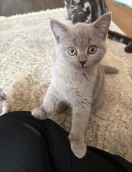 Kartäuser BKH kitten - Abgabebereit - Hamburg