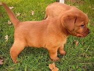 Labrador Foxred Welpen - Delbrück