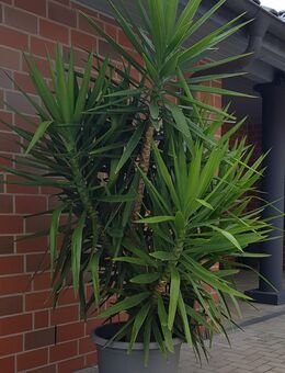 Terrassenpflanze, Yucca Palme, ca 2,60 mtr gross, stabile, gesunde Pflanze, hat immer seit Mai bis November draussen gestanden - Wathlingen