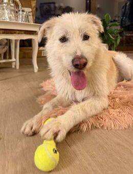 🐾💙 Lieber Keno sucht dich 💙🐾 - Eislingen (Fils)