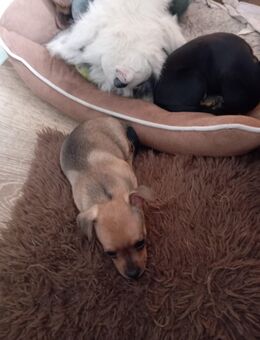 Chihuahua Rehapinscher Mix Welpen zu verkaufen - Fladungen