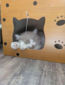 BKH / BLH Kitten - Elze