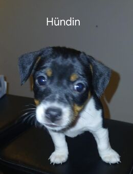 Jack russell terrier Welpen - Oldersbek