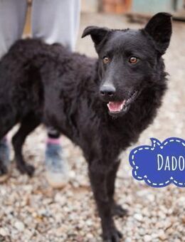 Dado ein absoluter Schatz - Flörsheim-Dalsheim