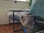 Britisch Kurzhaar Katzen - Nordhausen