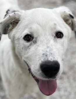 Pünktchen, geb. ca. 10/2022,Griechenland - Markdorf