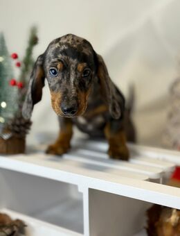 Dackel Welpen - Attendorn (Hansestadt)