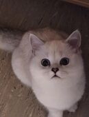 BKH Katze mit Blau Augen in 91301