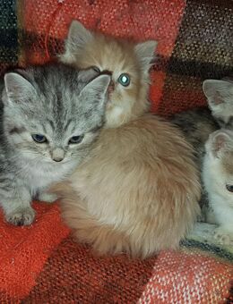 Heilige Birma Mix Kitten - Weilburg