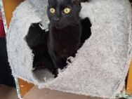 ❤️Kuschelkatzen Jenny & Julie❤️ - Eislingen (Fils)