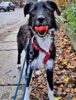 DRINGEND: Otis ist ein charmanter Kerl - Karben