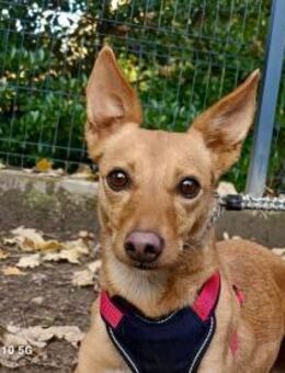 PIPA ❤️ versteht die Welt nicht mehr - Fahrenzhausen