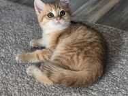 BKH Kitten zum Verkaufen - Würzburg