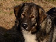 Viktor - Rumanischer Karpaten Schäferhund - Berge (Niedersachsen)