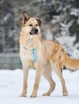 Freundlicher Anton sucht seine Familie - Duisburg