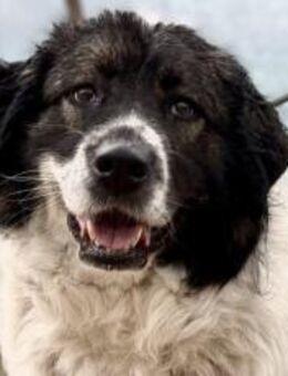 Tatami sehnt sich nach Zuneigung! - München