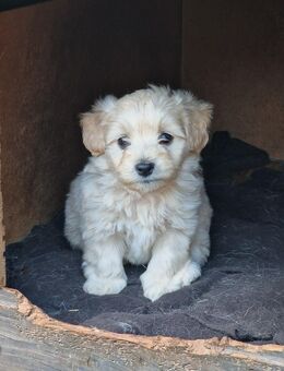 Maltipoo mix Welpen - Auggen