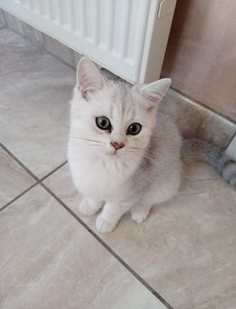 Reinrassige bkh silver shaded/point Kitten abgabebereit - Grevenbroich
