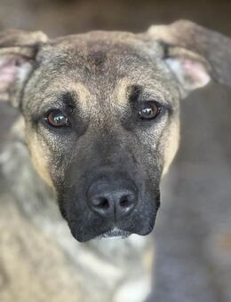 Penny hat stets gute Laune 🐾 - Elsdorf (Nordrhein-Westfalen)