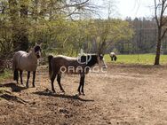 ***Haus für Familien, große Wohnfläche, XXL-Baugrund, als Ranch oder Pferdehof nutzbar incl. Stallungen, Scheunen & Garagen.*** - Postbauer-Heng (Markt)