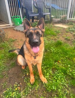 Junge Schäferhündin sucht noch ihr immer zu Hause - Hohenahr