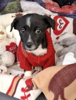Berry von der Straße in RO gerettet - Blankenheim (Nordrhein-Westfalen)