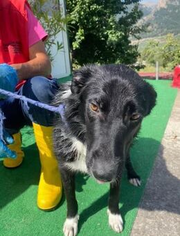 Joyce wartet im Tierheim - Köln